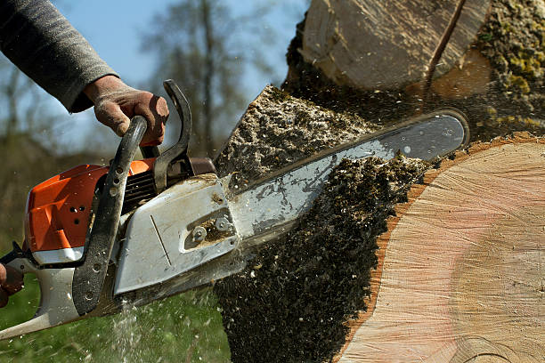 Emergency Storm Tree Removal in Shelley, ID